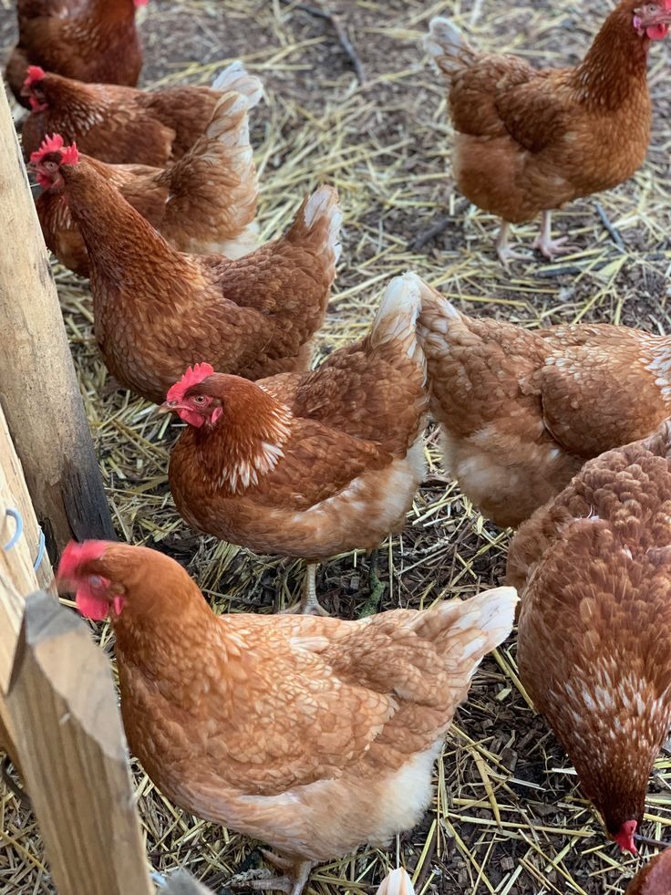 Criação de Galinhas 1