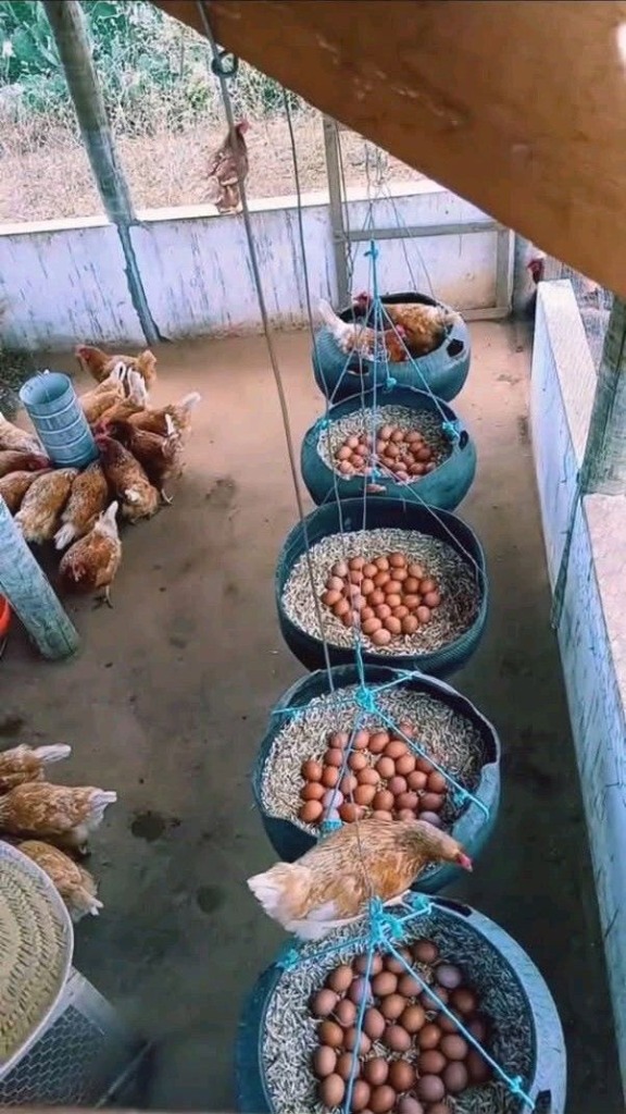 Criação de Galinhas 4