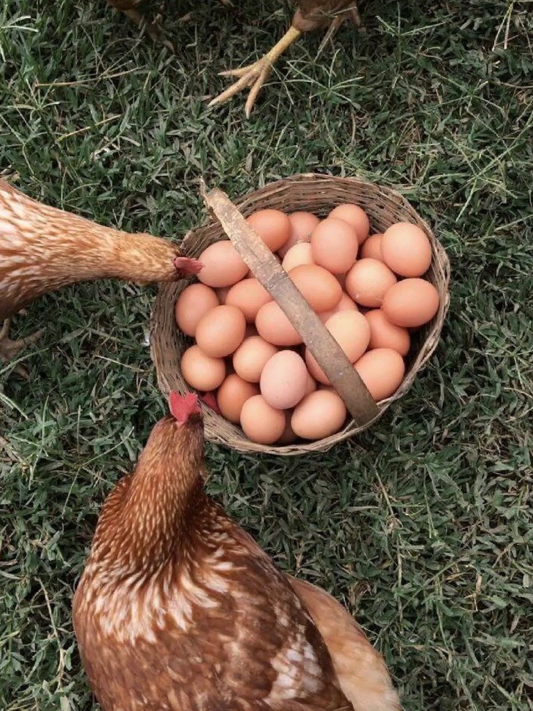 Criação de Galinhas 5